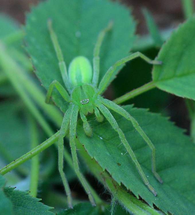 Micrommata virescens - Vasanello (VT)